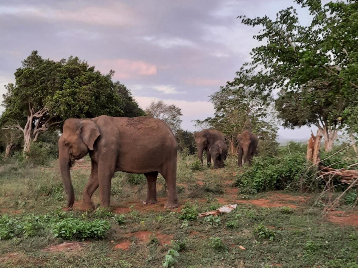 Elephant Lodge 达瓦拉维 外观 照片