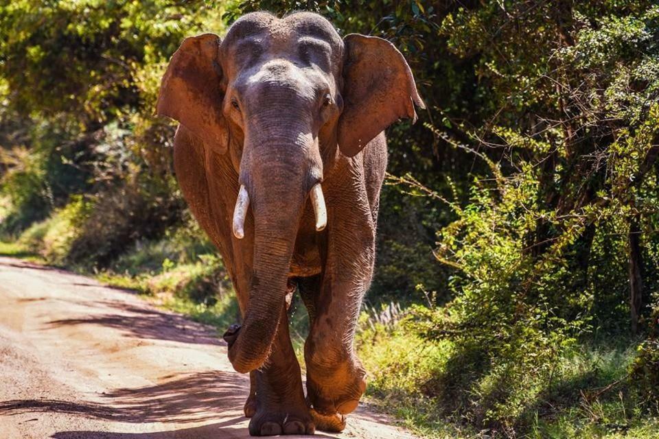Elephant Lodge 达瓦拉维 外观 照片