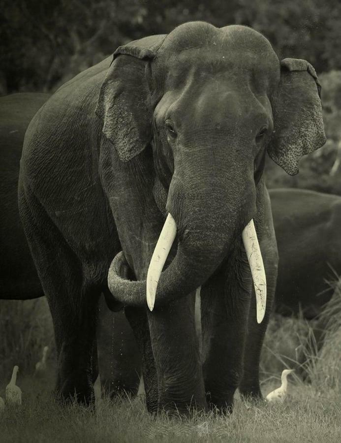 Elephant Lodge 达瓦拉维 外观 照片