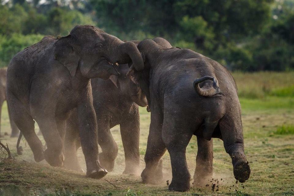 Elephant Lodge 达瓦拉维 外观 照片