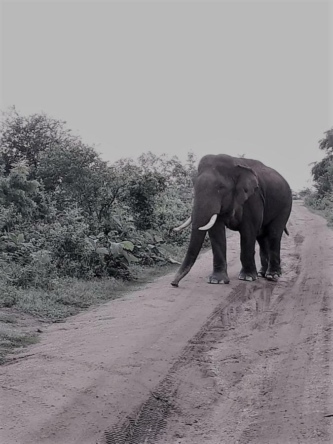 Elephant Lodge 达瓦拉维 外观 照片