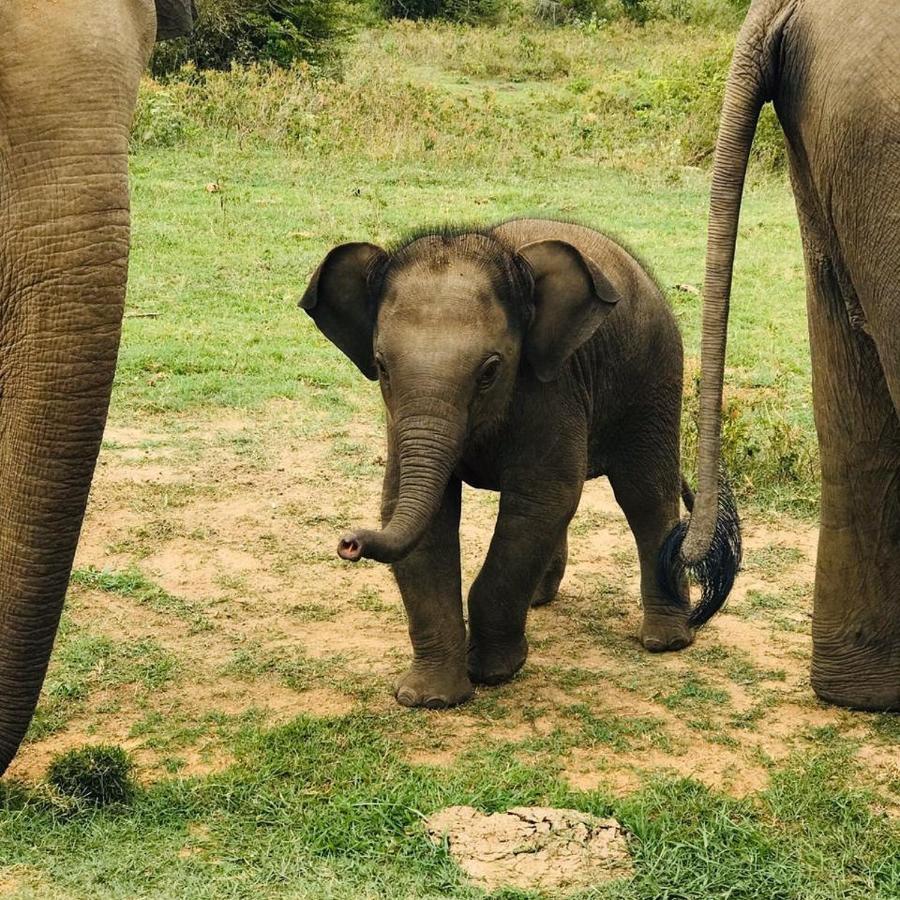 Elephant Lodge 达瓦拉维 外观 照片