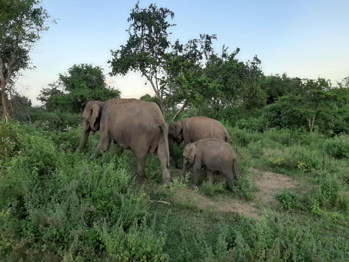 Elephant Lodge 达瓦拉维 外观 照片